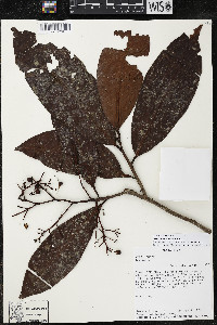 Ardisia copeyana image