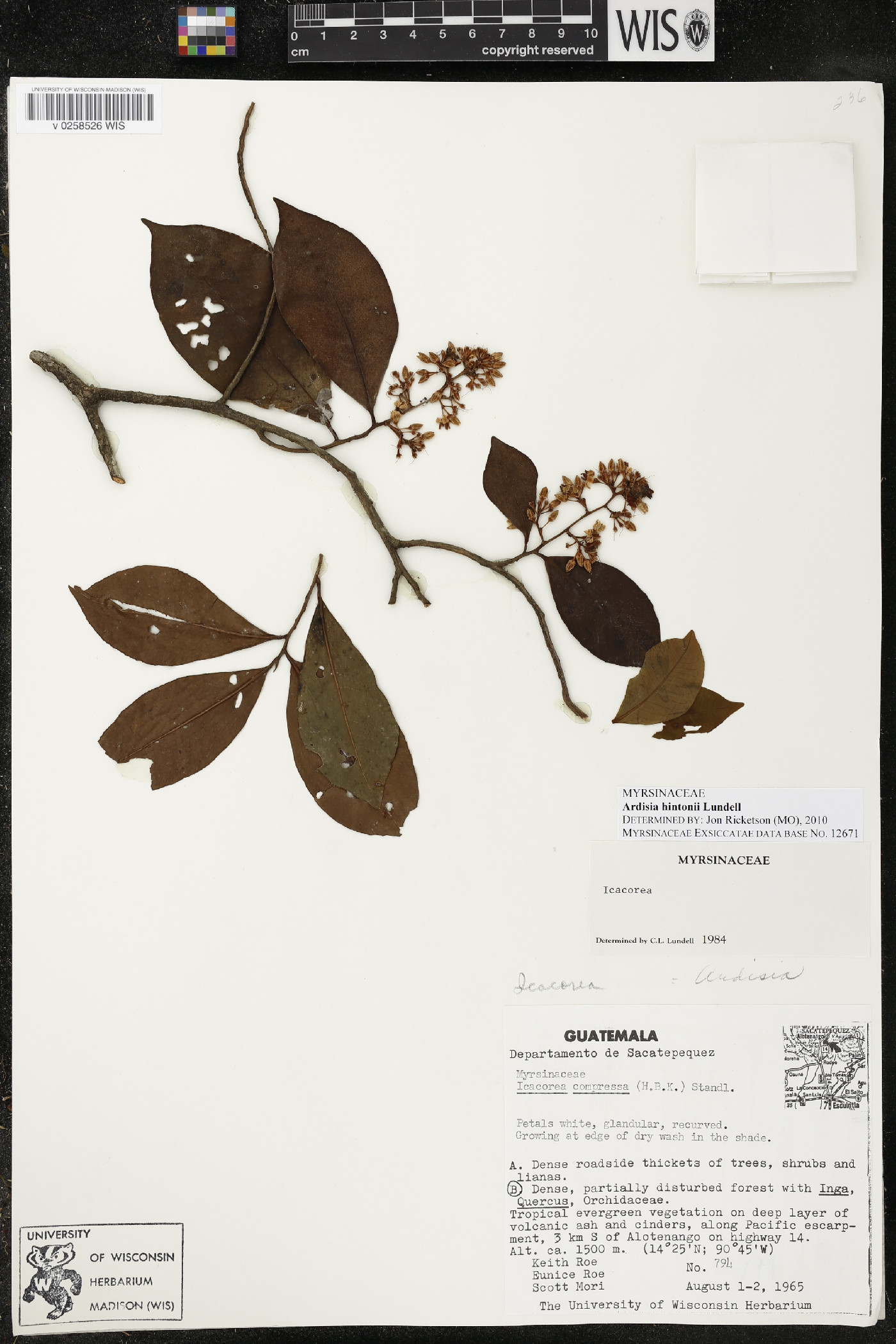 Ardisia hintonii image