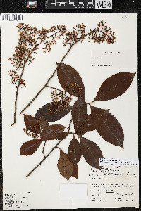 Ardisia compressa image