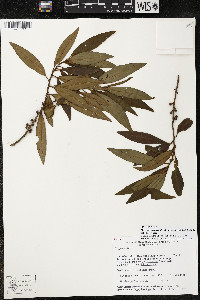 Myrsine coriacea subsp. coriacea image