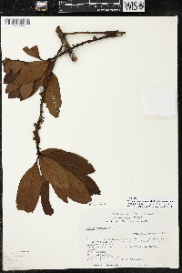 Myrsine juergensenii image