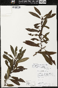 Myrsine coriacea subsp. coriacea image