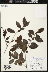 Ardisia verdisepala image