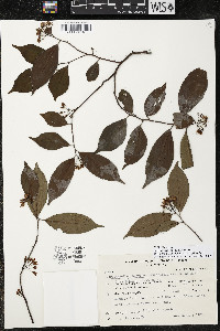 Ardisia tuerckheimii image