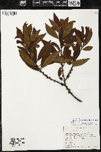 Myrsine coriacea subsp. coriacea image