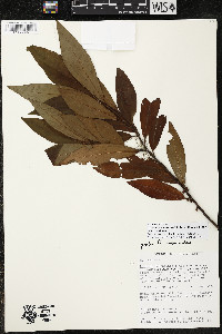 Myrsine coriacea subsp. coriacea image