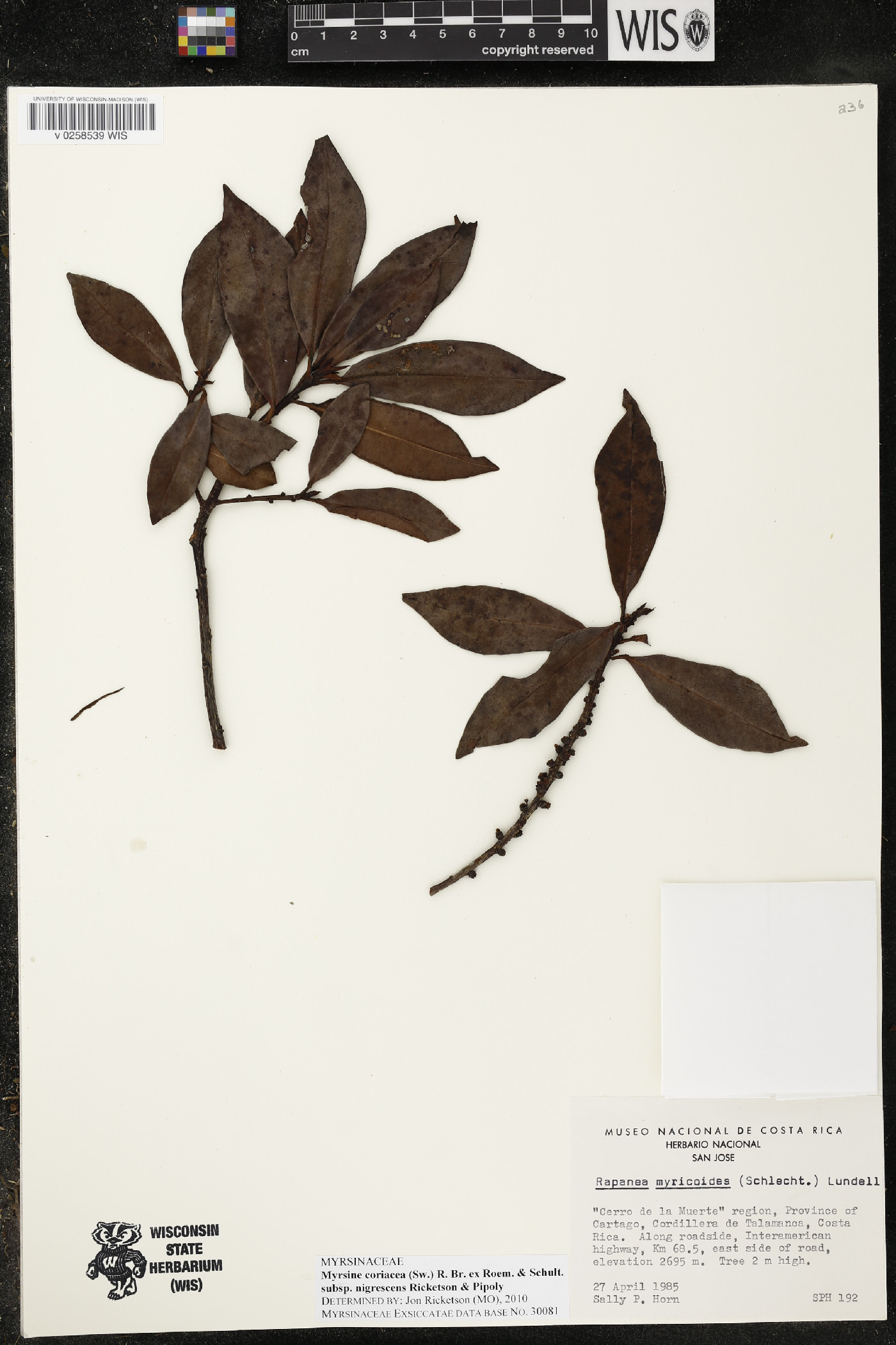 Myrsine coriacea subsp. nigrescens image