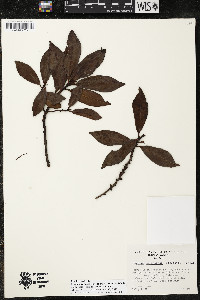 Myrsine coriacea image