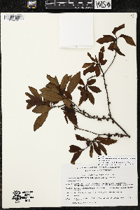 Myrsine coriacea subsp. coriacea image