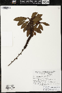 Myrsine coriacea subsp. coriacea image