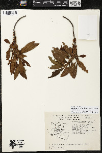 Myrsine coriacea subsp. coriacea image