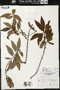 Myrsine coriacea subsp. coriacea image