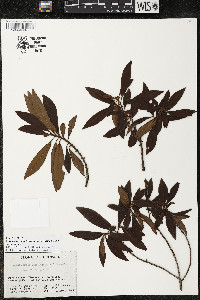 Myrsine coriacea subsp. coriacea image