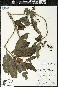 Parathesis villosa image