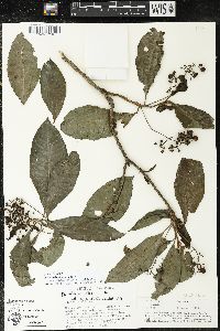 Parathesis villosa image