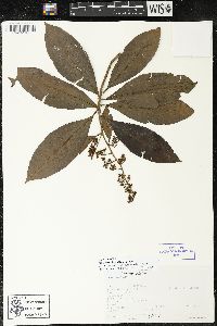 Parathesis donnell-smithii image