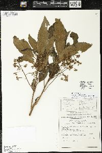Parathesis villosa image