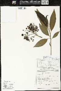Parathesis villosa image