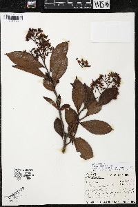 Ardisia costaricensis image