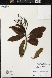Ardisia bracteosa image