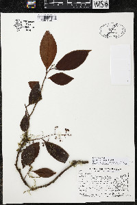 Ardisia costaricensis image