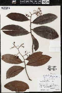 Ardisia compressa image