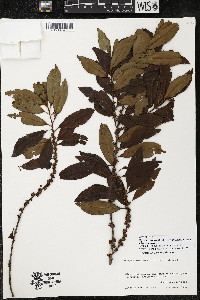 Myrsine coriacea subsp. coriacea image