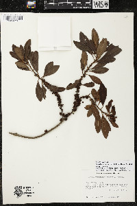 Myrsine coriacea subsp. coriacea image