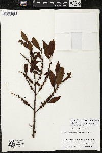 Myrsine coriacea subsp. coriacea image