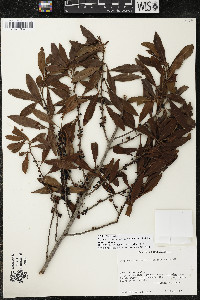 Myrsine coriacea subsp. coriacea image