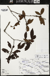 Myrsine coriacea subsp. coriacea image