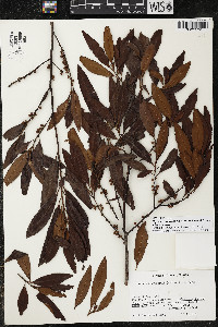 Myrsine coriacea subsp. coriacea image