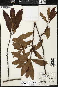 Myrsine coriacea subsp. coriacea image