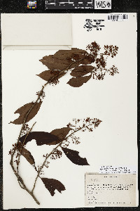 Ardisia guianensis image
