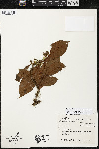 Ardisia furfuracella subsp. veraguasensis image