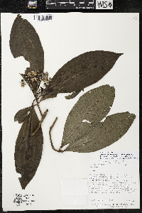 Ardisia opegrapha subsp. opegrapha image