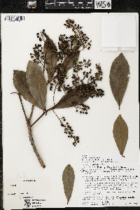 Ardisia revoluta image