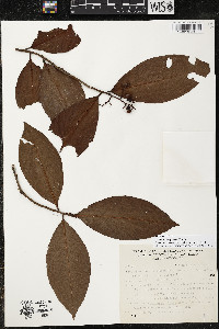 Ardisia compressa image