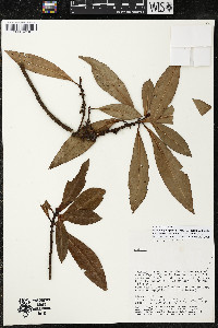 Myrsine juergensenii image