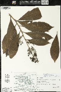 Parathesis donnell-smithii image