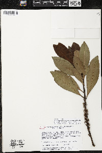 Myrsine juergensenii image
