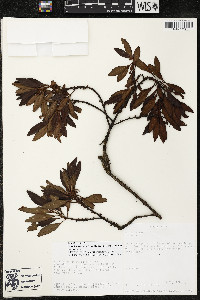 Myrsine coriacea subsp. coriacea image