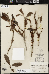 Myrsine coriacea subsp. coriacea image