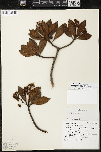 Ardisia pleurobotrya image