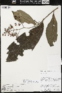 Ardisia nigropunctata image