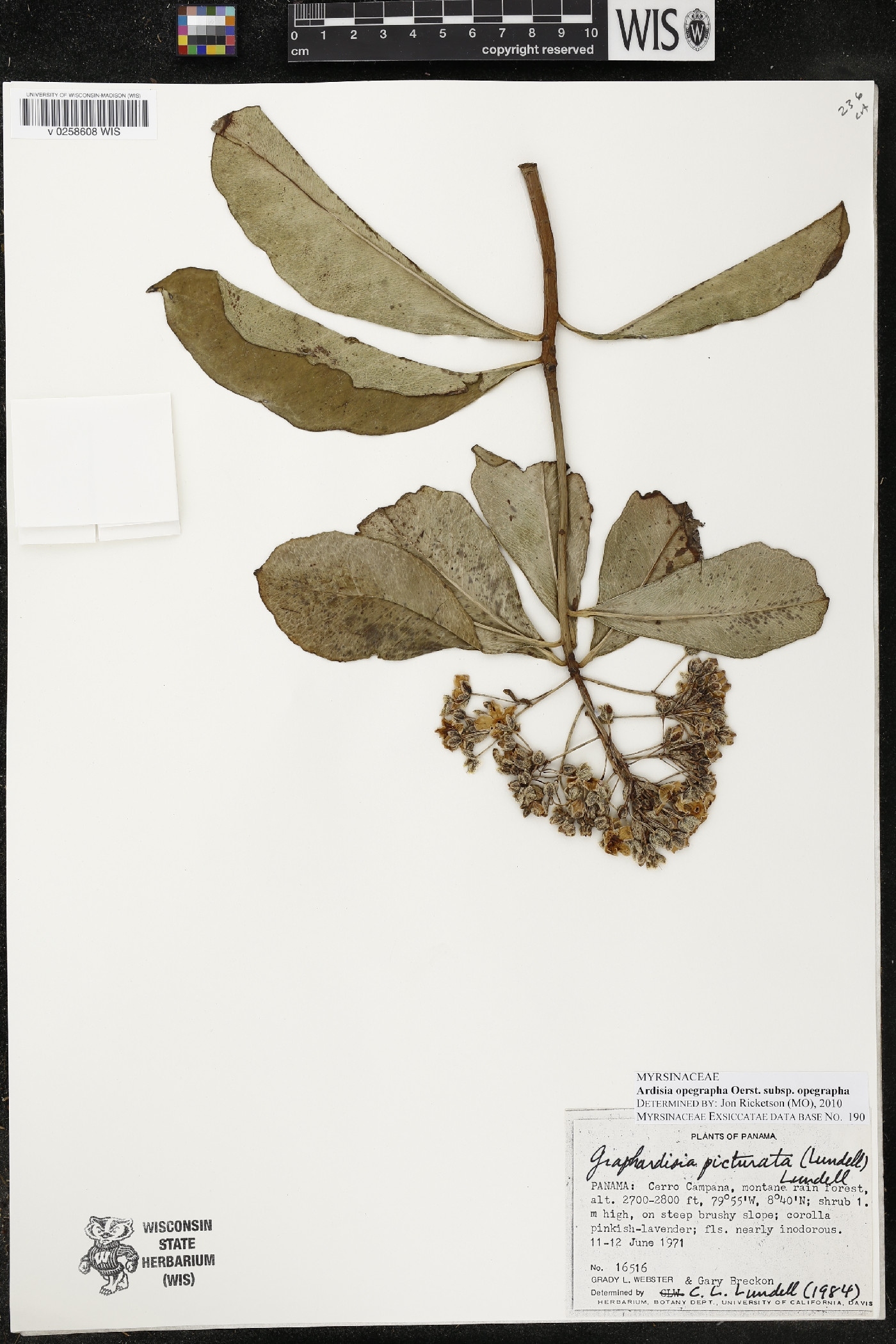 Ardisia opegrapha subsp. opegrapha image