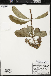 Ardisia opegrapha subsp. opegrapha image