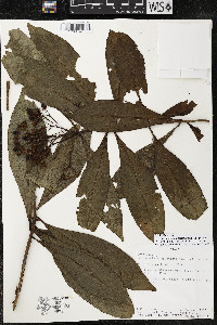 Ardisia opegrapha subsp. opegrapha image