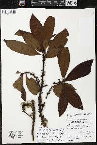 Myrsine juergensenii image