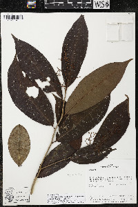 Ardisia furfuracella subsp. veraguasensis image